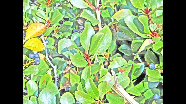 The Storm (Yamaha PSR-36, Kawai R-50e, Moog Grandmother) смотреть онлайн