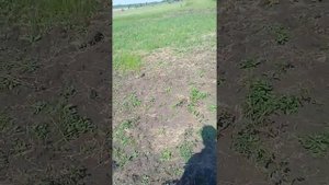 Разрабатываем 2 гектара целины готовим под паровую пшеницу на осень!!!!