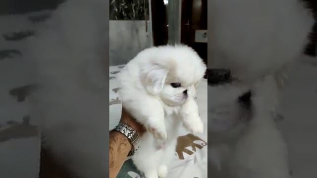 🔥🐶Pekingese puppy price in Delhi   Pekingese puppy for sale in rkpetbazar DELHI NCR 🐶9999899852