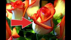 100% рабочий способ укоренить розу из букета! Как укоренить розу из букета весной?