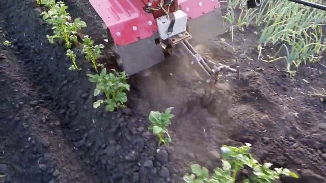 ✔️?Рыхление междурядий картошки мотоблоком /Hoeing between the rows of potatoes