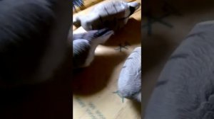 Чучела гусей спорт пласт