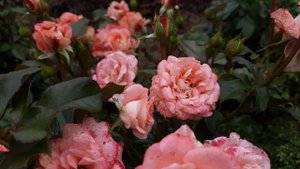 Розы первогодки, поразившие обилием цветов! Северо-Западный регион