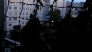 Летний вечер тёплый самый