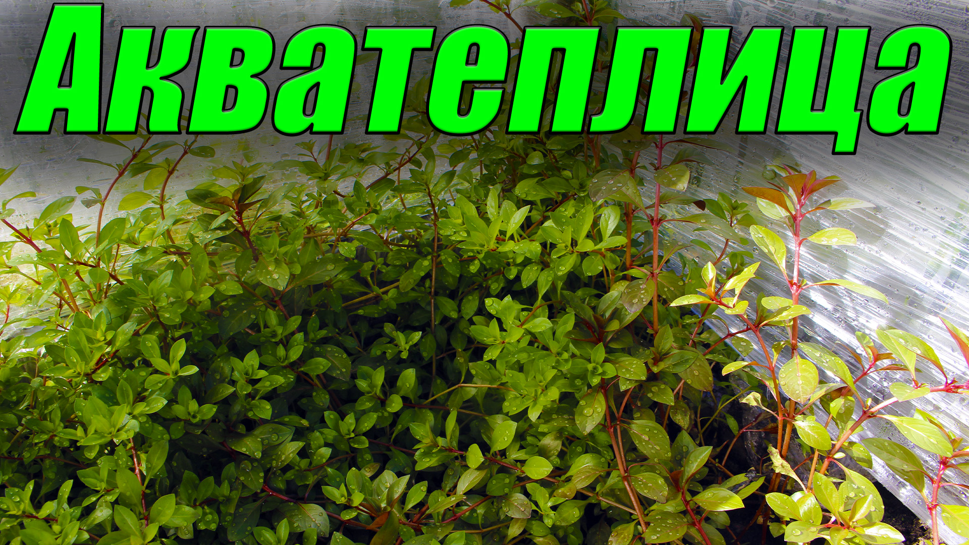 Мини-Акватеплички на подоконнике! Самый лучший способ выращивания аквариумных растений!