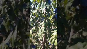Легендарный сорт сливы Топ-хит
