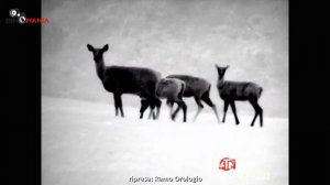 ATN BINOX 4T 4,5-18x 50mm (384x288)