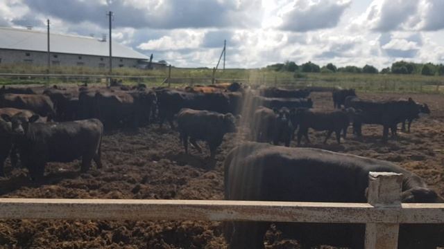 Продажа КРС по РФ и СНГ оптом живым весом. Принимаем заказы. Экспорт Импорт КРС. Export Import смотреть онлайн