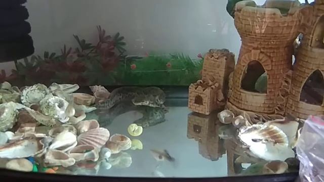 Triton. Тритон и золотые рыбки.