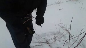 Блюкроп-обрезка кустов голубики