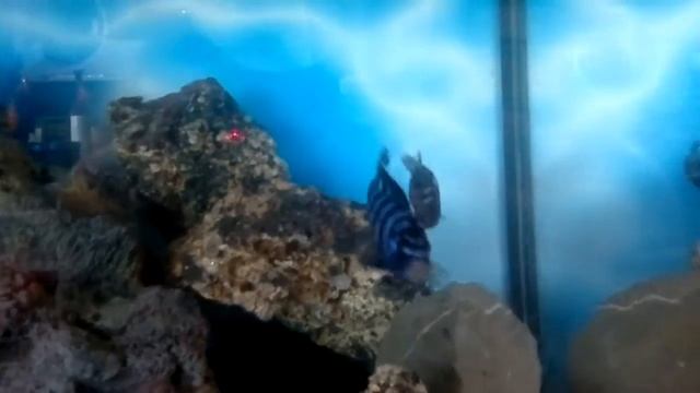 DEMASONI vs MELANOCHROMIS MAINGANO.mp4 смотреть онлайн