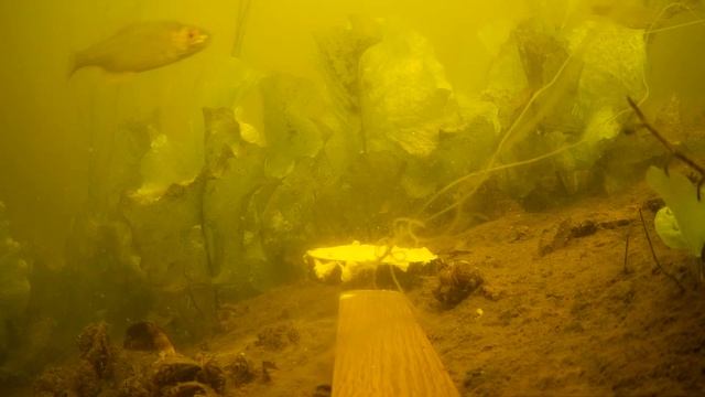 СУХОЙ ГРИБНОЙ СУП ВМЕСТО ПРИКОРМКИ, ЭТО РАБОТАЕТ? ТЕСТ! РЕАКЦИЯ РЫБЫ ПОДВОДНАЯ СЪЕМКА 2019 смотреть онлайн