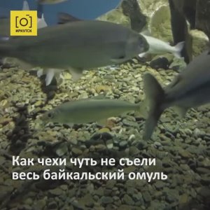 Как чехи чуть не съели весь байкальский омуль