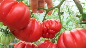 Томаты которые «Всем хороши» - выбираем сорта к новому сезону