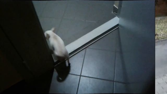 Сибас на гриле смотреть онлайн