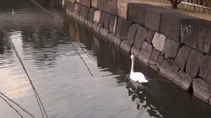 Япония. Восточная часть сада императорского дворца в Токио.