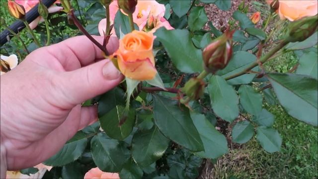 КАК УВЕЛИЧИТЬ КОЛИЧЕСТВО БУТОНОВ В РАЗЫ. САМЫЕ ЛУЧШИЕ ПОДКОРМКИ РОЗ В ИЮНЕ ДЛЯ МАССОВОЙ БУТОНИЗАЦИИ смотреть онлайн