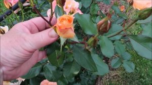 КАК УВЕЛИЧИТЬ КОЛИЧЕСТВО БУТОНОВ В РАЗЫ. САМЫЕ ЛУЧШИЕ ПОДКОРМКИ РОЗ В ИЮНЕ ДЛЯ МАССОВОЙ БУТОНИЗАЦИИ