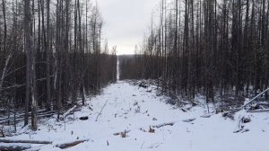Промысел в тайге. Добыли глухаря