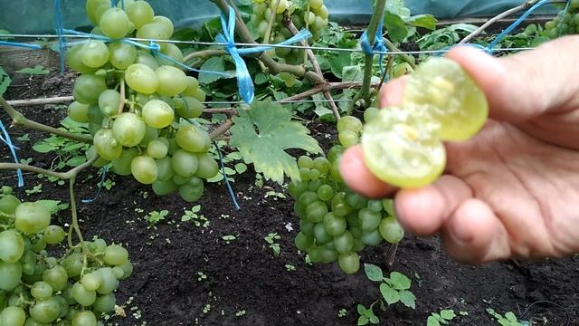 Виноград на 20 августа 2021.Супер Экстра. Уход за виноградом.