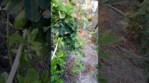 Лимон на дачном участке.