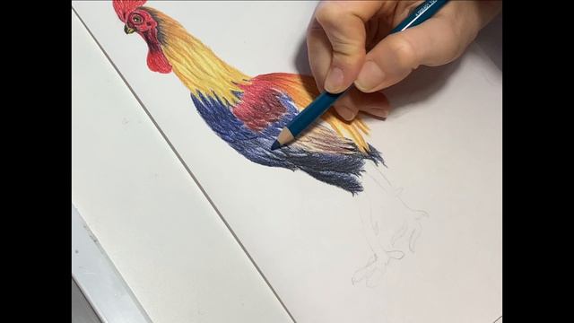 Как нарисовать петуха.Цветными карандашами. Пошагово для начинающих .