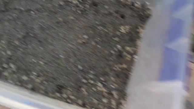 никитский розовый.клематис. смотреть онлайн