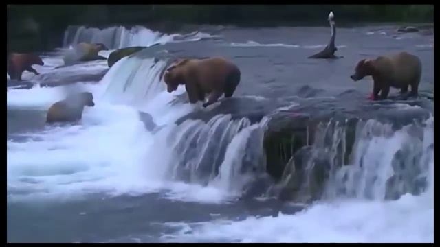 Bears fishing Медведи ловят рыбу смотреть онлайн
