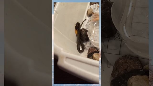 уж обыкновенный ест рыбку данио глофишь ? в домашних условиях смотреть онлайн