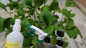 Про баклажаны, перекись водорода и фитоспорин.