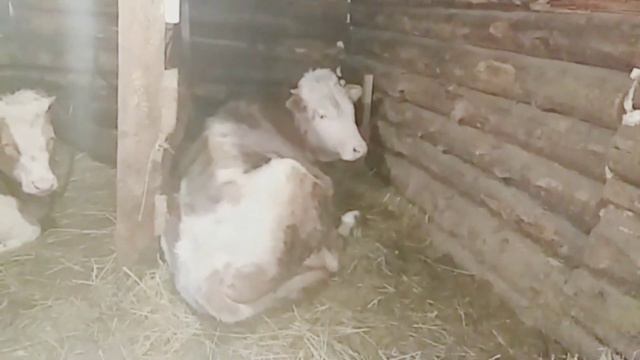 СВОЁ ХОЗЯЙСТВО, ДОХОДЫ И РАСХОДЫ. Раскрыл секрет//КОНКУРС