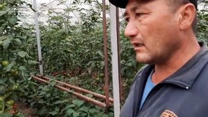 Хоразимда Аламина навли помидор ҳосили. Инновацион иссиқхона