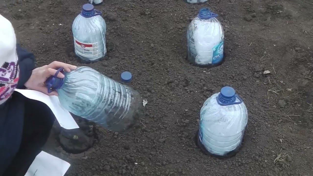 ПРИ ТАКОМ СПОСОБЕ ПОСАДКИ КЛУБНИКИ , ПОЛУЧЕННОЙ РАНО ВЕСНОЙ ПО ПОЧТЕ , ПРИЖИВАЕМОСТЬ 100% . смотреть онлайн