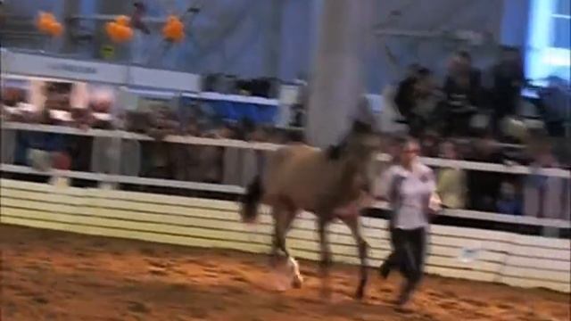 Ахалтекинцы. смотреть онлайн