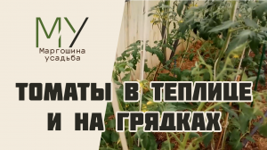 Обзор на мои томаты в теплице и на грядках