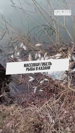 Массовая гибель рыбы в Казани
