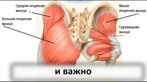Как включить мышцы промежности
