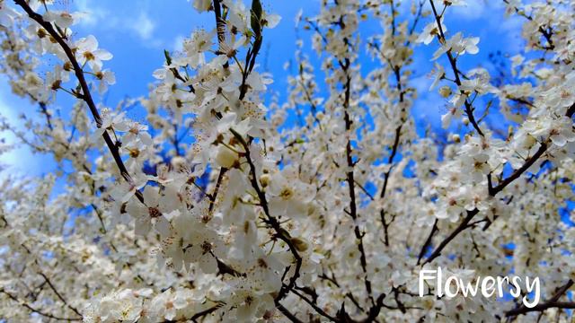 calm journey into the realm of lovely cherry blossom flower in germany