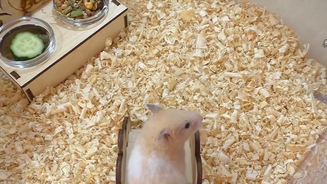 ВСЕ НАШИ ХОМЯЧАТА ЧАСТЬ 2/ ПРИРУЧАЮ ХОМКИ / КАК НАЗВАЛИ СИРИЙСКИХ ХОМЯЧКОВ / Alisa Easy Pets смотреть онлайн