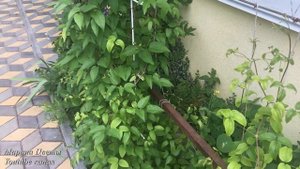 Увядание клематиса .