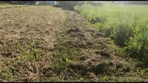 Сенокос продолжается. Вывозим сено на мотоблоке Мотор Сич..