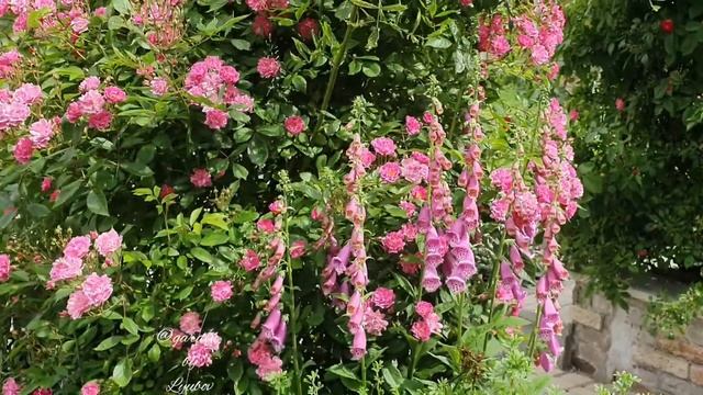 Наперстянка (колокольчик) / Digitalis