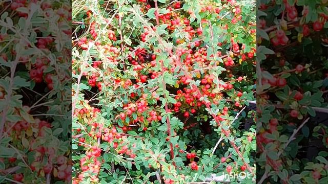 В осени ??и радость и грусть. Мелодия осенние листья ??на баяне играет супруг. смотреть онлайн