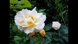 Когда у мужа день рождения. Стих