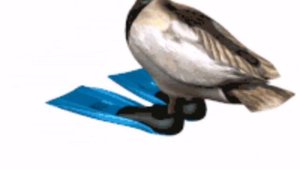 утка крутится под нереальный фонк#мемы #мемы2023 #смех #смешно #фонк#утка#угар