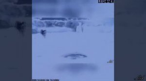 Мы волки и нас по сравненью с собаками мало