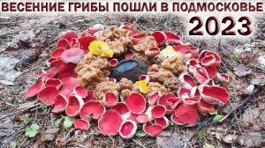 🍄ВЕСЕННИЕ ГРИБЫ ПОШЛИ В ПОДМОСКОВЬЕ👉СТРОЧКИ и САРКОСЦИФА.💥Колодец в лесу👉ОПАСНОСТЬ для ГРИБНИКА