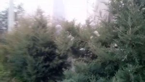 Зелёный забор из можжевельника. Подстригаю можжевельник часть 2.
