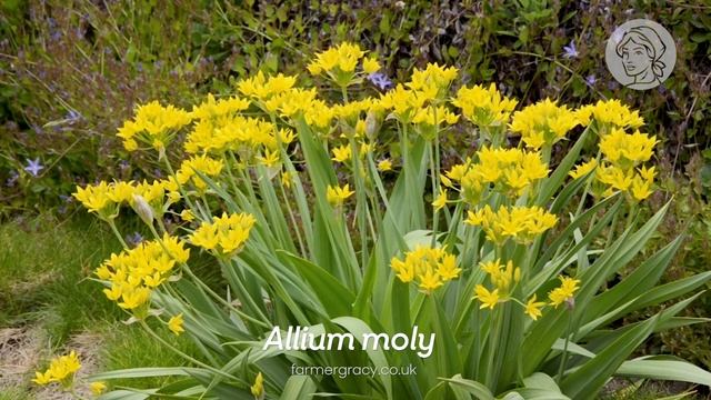 Лук молли фото Лук молли фото