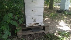 Очень сухой сезон в северном Крыму.Пасека работает на медоносах  только с утра и под вечер.